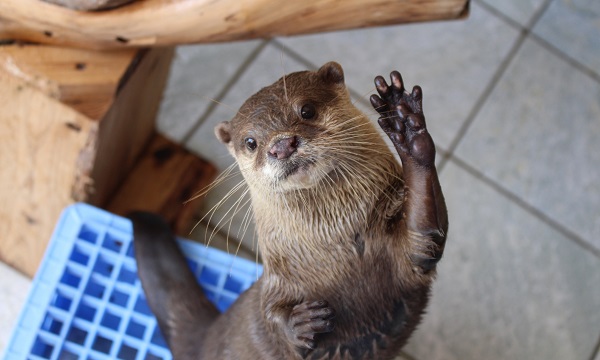 【最大¥200割引!! 】入場券の写真