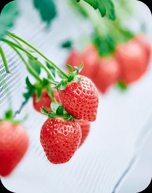 3歳未満無料！40分食べ放題！1500円～の写真