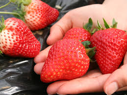 【30分食べ放題】7種類のいちご食べ比べ　500円～の写真