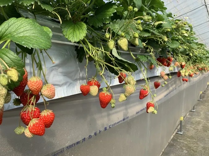 【30分食べ放題】7種類のいちご食べ比べ　500円～の写真