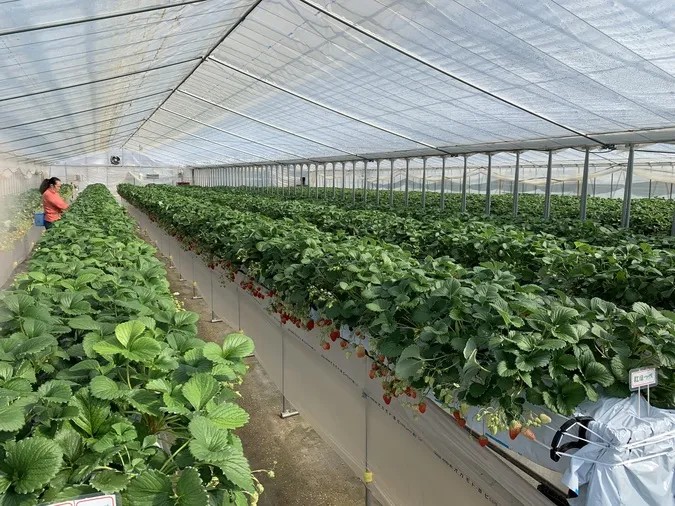 【30分食べ放題】7種類のいちご食べ比べ　500円～の写真