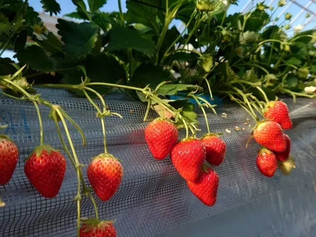 当日OK! 2歳以下無料!6品種以上!40分食べ放題チケットの写真