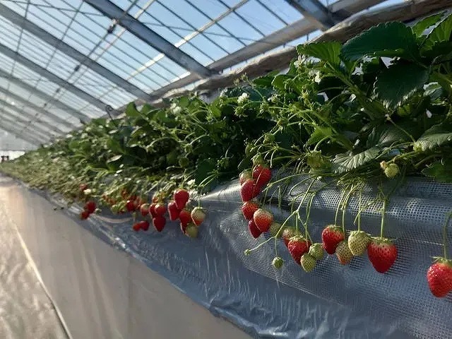 当日OK! 2歳以下無料!6品種以上!40分食べ放題チケットの写真