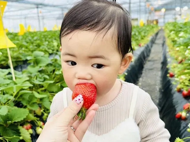 いちご狩り40分食べ放題♪の写真