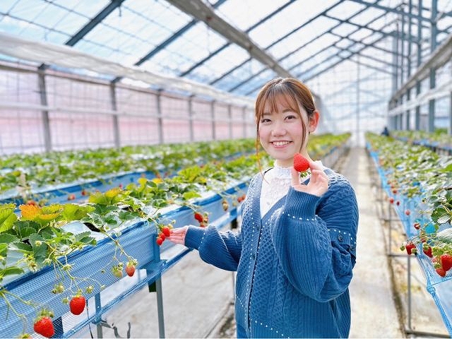 【いちご狩り30分食べ放題】練乳付き・練乳おかわり無料！の写真