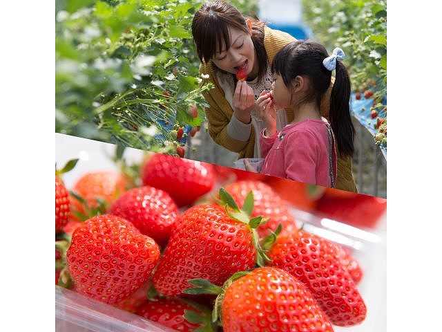 【いちご狩り30分食べ放題】練乳付き・練乳おかわり無料！の写真
