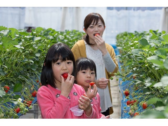 【いちご狩り30分食べ放題】練乳付き・練乳おかわり無料！の写真