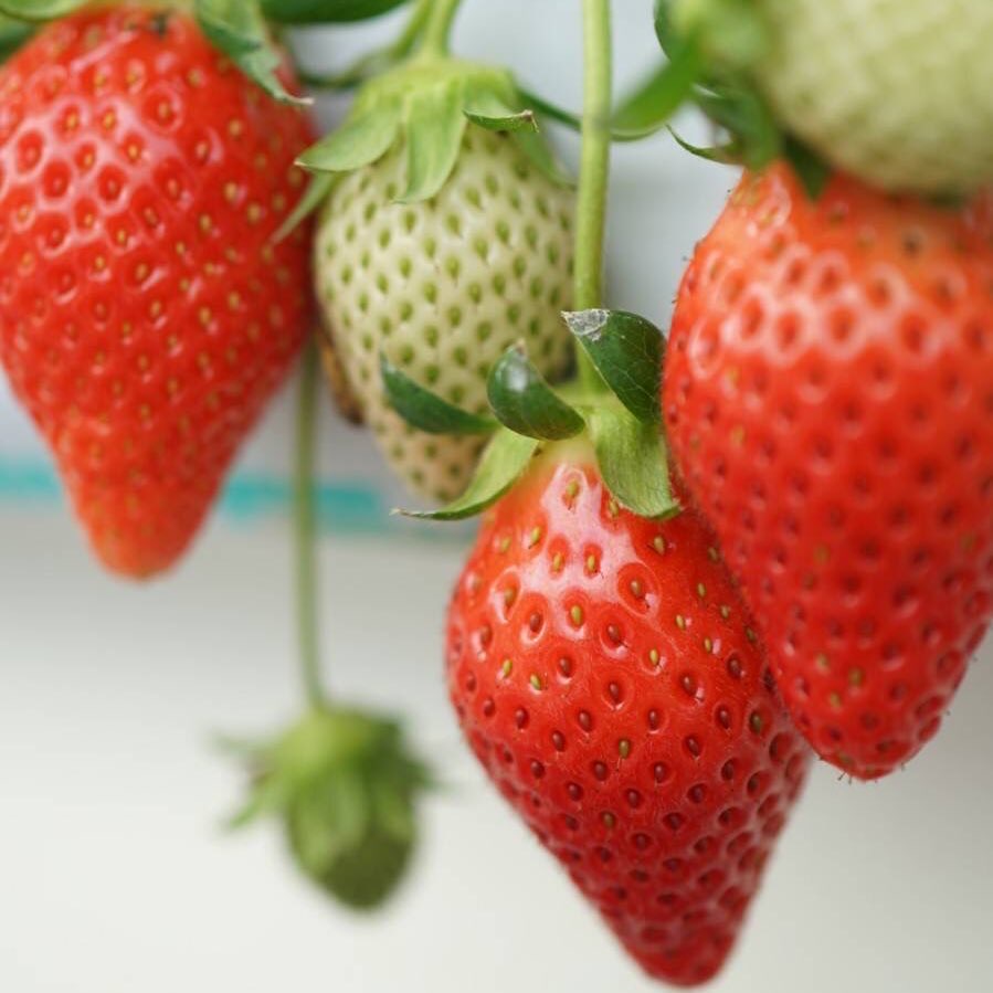 【いちご狩り30分食べ放題】練乳付き・練乳おかわり無料！の写真