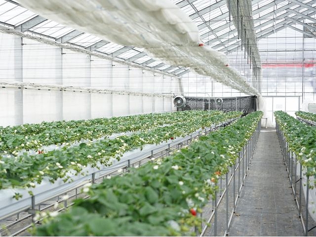 【いちご狩り30分食べ放題】練乳付き・練乳おかわり無料！の写真