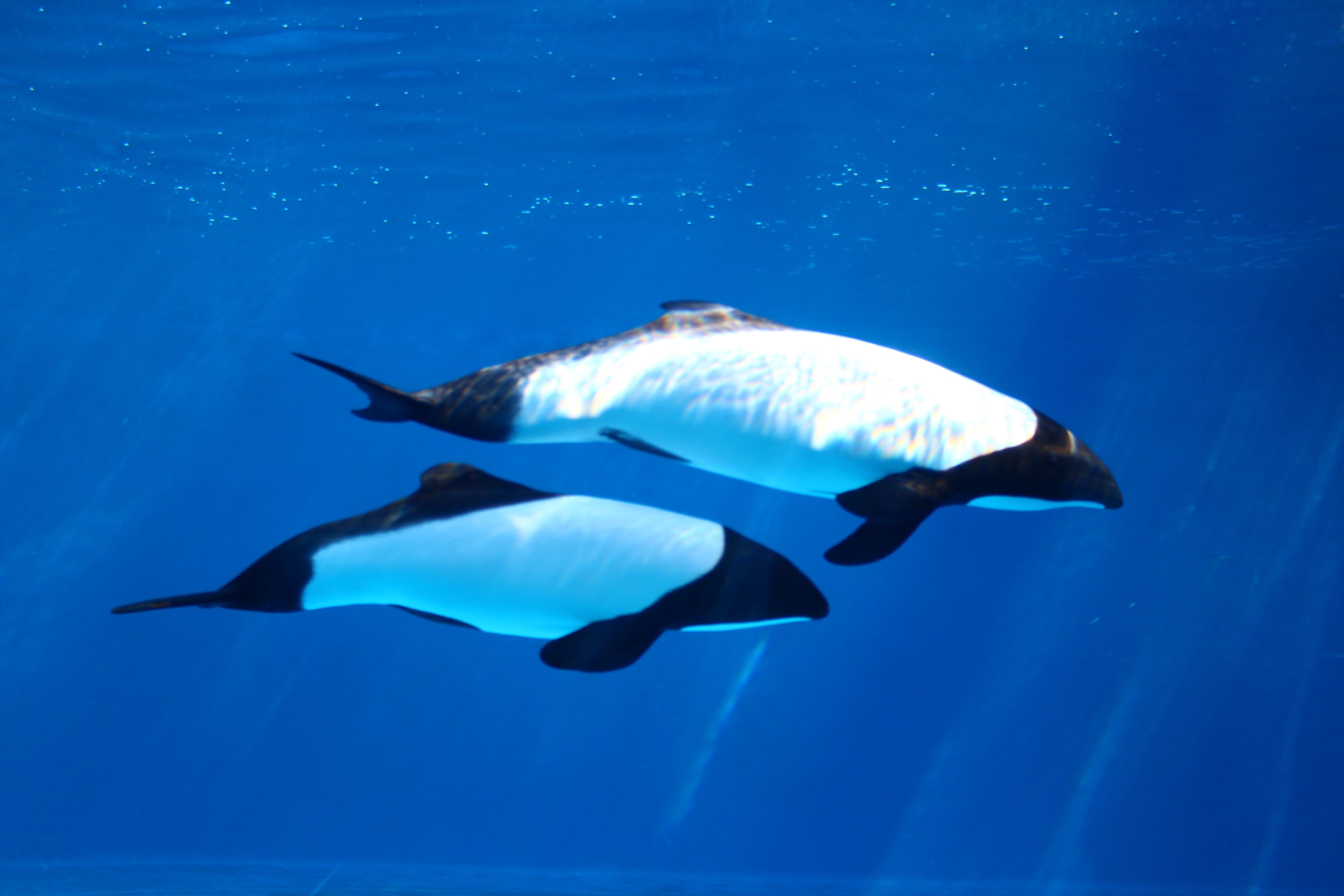 【いこーよ限定】大人2名：ちびっこ年間パスポート付き年間パスポートペア引換券プラン♪の写真