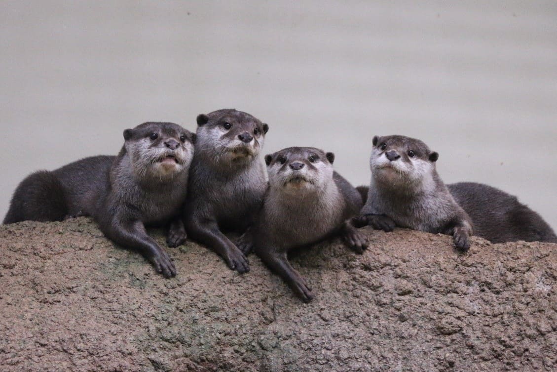 【いこーよ限定】大人2名：ちびっこ年間パスポート付き年間パスポートペア引換券プラン♪の写真