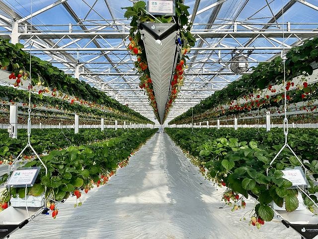 【横浜戸塚】神奈川県初のハンギングいちご狩り♪最大12品種45分食べ比べ！の写真