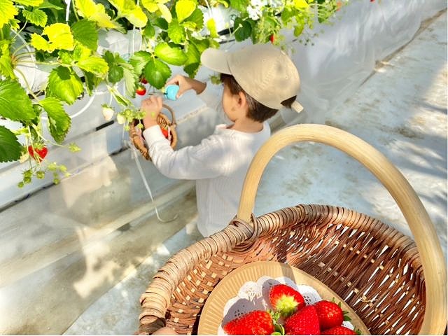 【横浜戸塚】神奈川県初のハンギングいちご狩り♪最大12品種45分食べ比べ！の写真