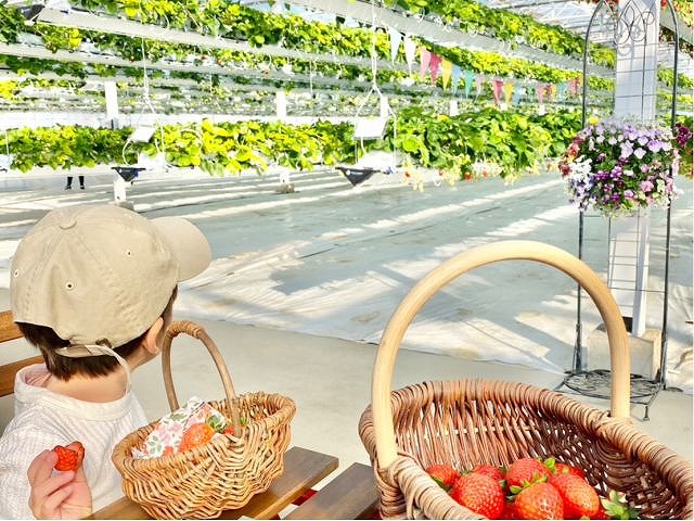 【横浜戸塚】神奈川県初のハンギングいちご狩り♪最大12品種45分食べ比べ！の写真
