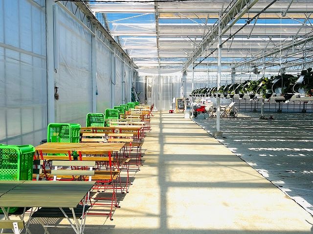 【横浜戸塚】神奈川県初のハンギングいちご狩り♪最大12品種45分食べ比べ！の写真