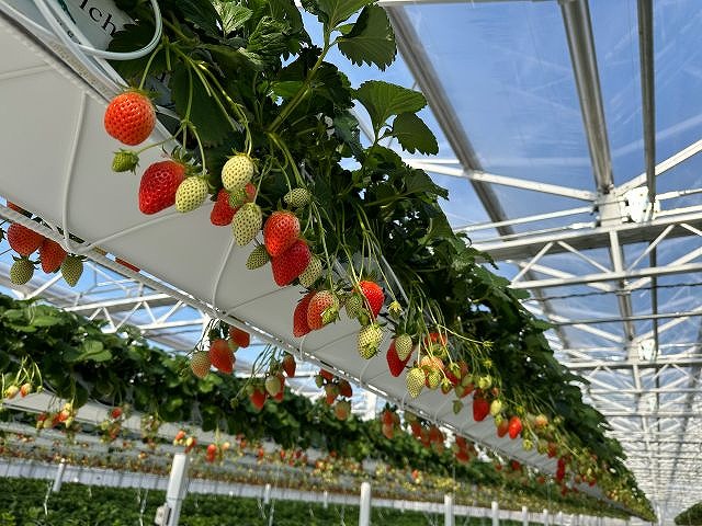 【横浜戸塚】神奈川県初のハンギングいちご狩り♪最大12品種45分食べ比べ！の写真