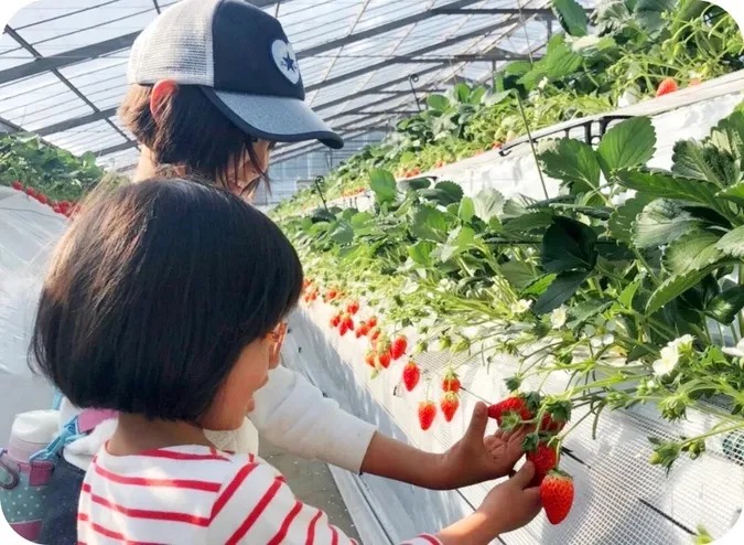 いちご狩り40分食べ放題♪の写真