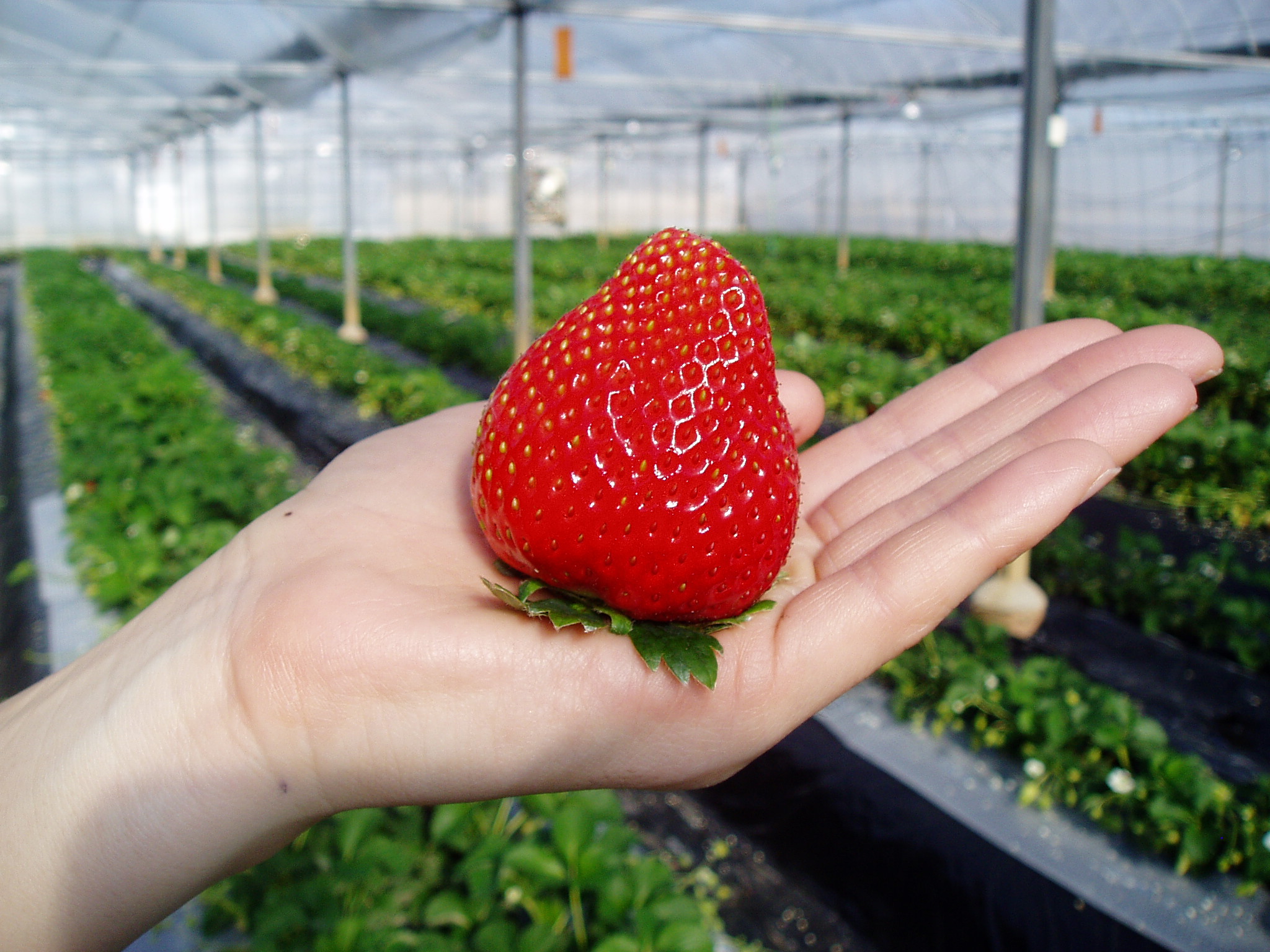いちご狩り40分食べ放題♪の写真