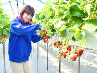 ここへ来てよかった★いちご狩り６種類30分食べ放題♪2歳以下無料！の写真