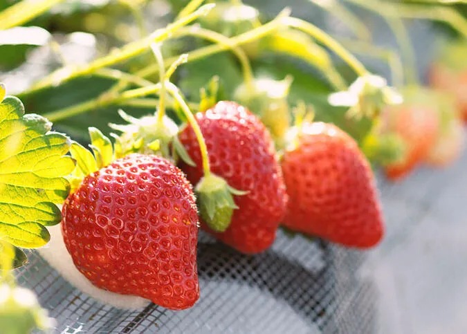 【30分食べ放題】＼東京から車で1時間・インター5分／7種類いちご狩りの写真