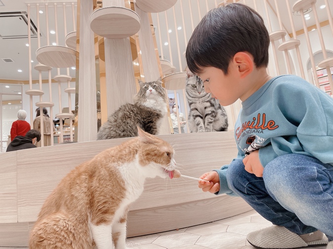 【2/2～新料金！平日20％割引】猫カフェモカ　イオンモール幕張新都心店　入場チケットの写真