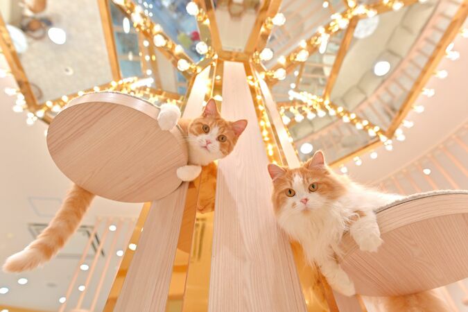 【2/2～新料金！平日20％割引】猫カフェモカ　イオンモール幕張新都心店　入場チケットの写真