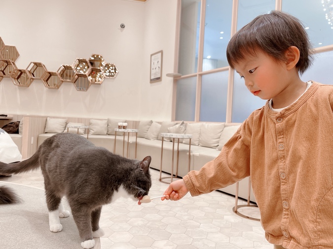 【2/2～新料金！平日20％割引】猫カフェモカ　イオンモール幕張新都心店　入場チケットの写真