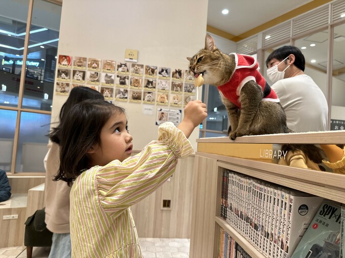 【2/2～新料金！平日20％割引】猫カフェモカ　イオンモール幕張新都心店　入場チケットの写真