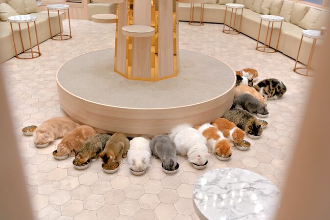 【2/2～新料金！平日20％割引】猫カフェモカ　イオンモール幕張新都心店　入場チケットの写真