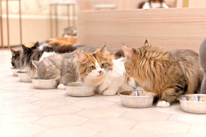 【2/2～新料金！平日20％割引】猫カフェモカ　イオンモール幕張新都心店　入場チケットの写真