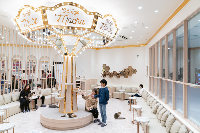 【2/2～新料金！平日20％割引】猫カフェモカ　イオンモール幕張新都心店　入場チケットの写真