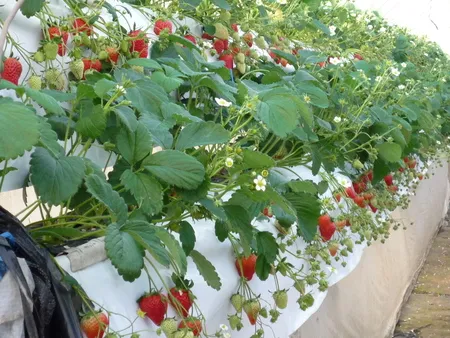 【南房総・君津】楽々高設栽培いちご狩り 30分食べ放題の写真