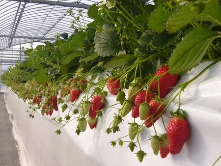【南房総・君津】楽々高設栽培いちご狩り 30分食べ放題の写真