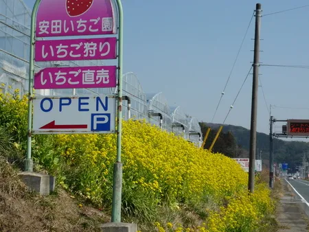 【南房総・君津】楽々高設栽培いちご狩り 30分食べ放題の写真