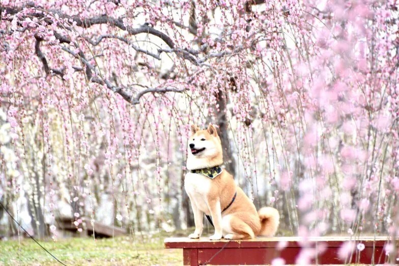 〈2026梅まつり入場チケット〉小学生以下入園無料！の写真