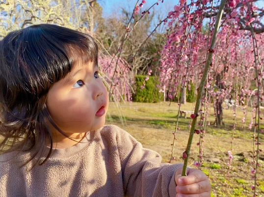 〈2026梅まつり入場チケット〉小学生以下入園無料！の写真