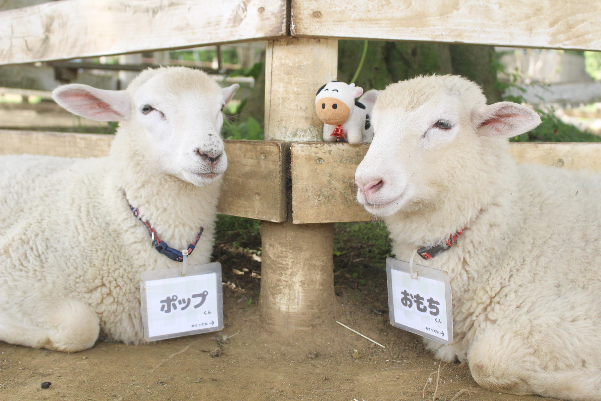 小学生以下無料！土日祝日も利用可！『いこーよスペシャルデー』入場チケットの写真