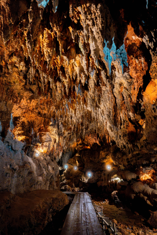 【最大100円引】\3歳未満無料/ 入場チケットの写真