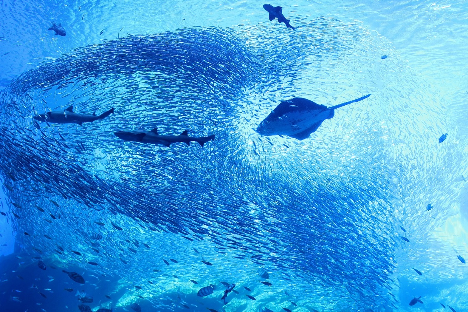 【いこーよ限定】親子ペア入館券※オリジナルメモ帳付き※の写真