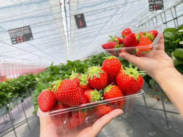 【30分食べ放題!】清水公園からすぐ!5種の摘みたていちごを味わおうの写真