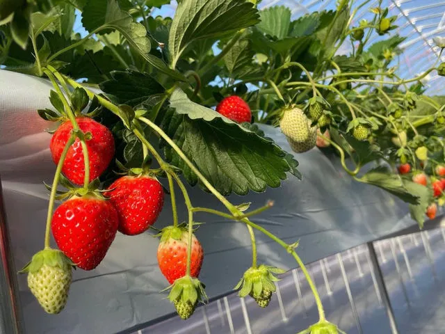 【30分食べ放題!】清水公園からすぐ!5種の摘みたていちごを味わおうの写真