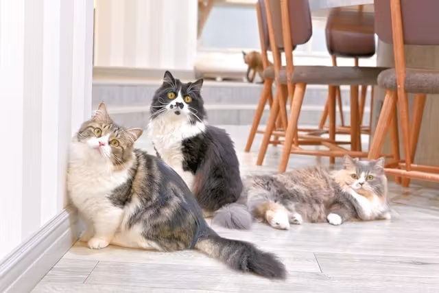 【2/2～新料金！平日20％割引】猫カフェモカ　立川店　入場チケットの写真