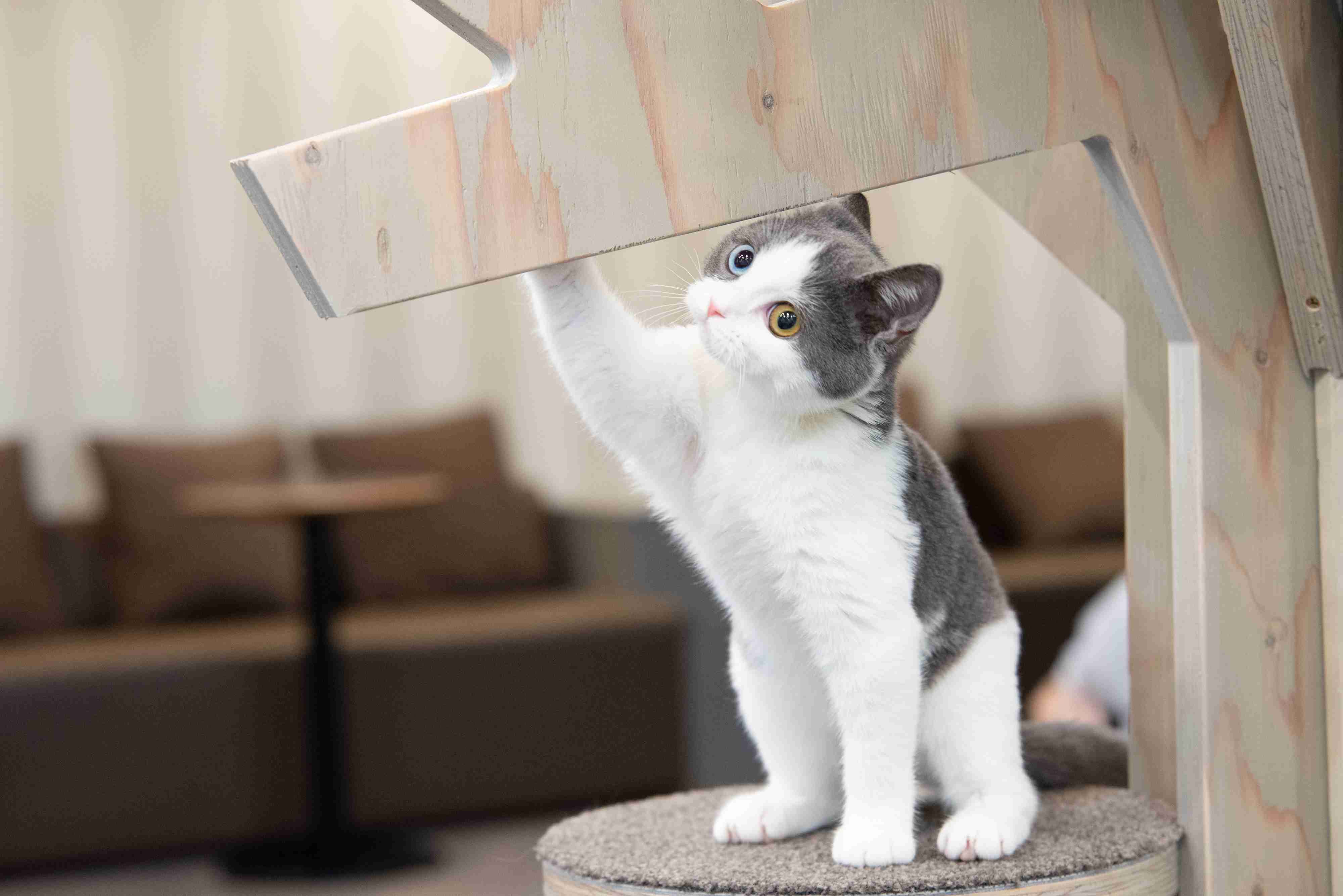 【2/2～新料金！平日20％割引】猫カフェモカ　立川店　入場チケットの写真