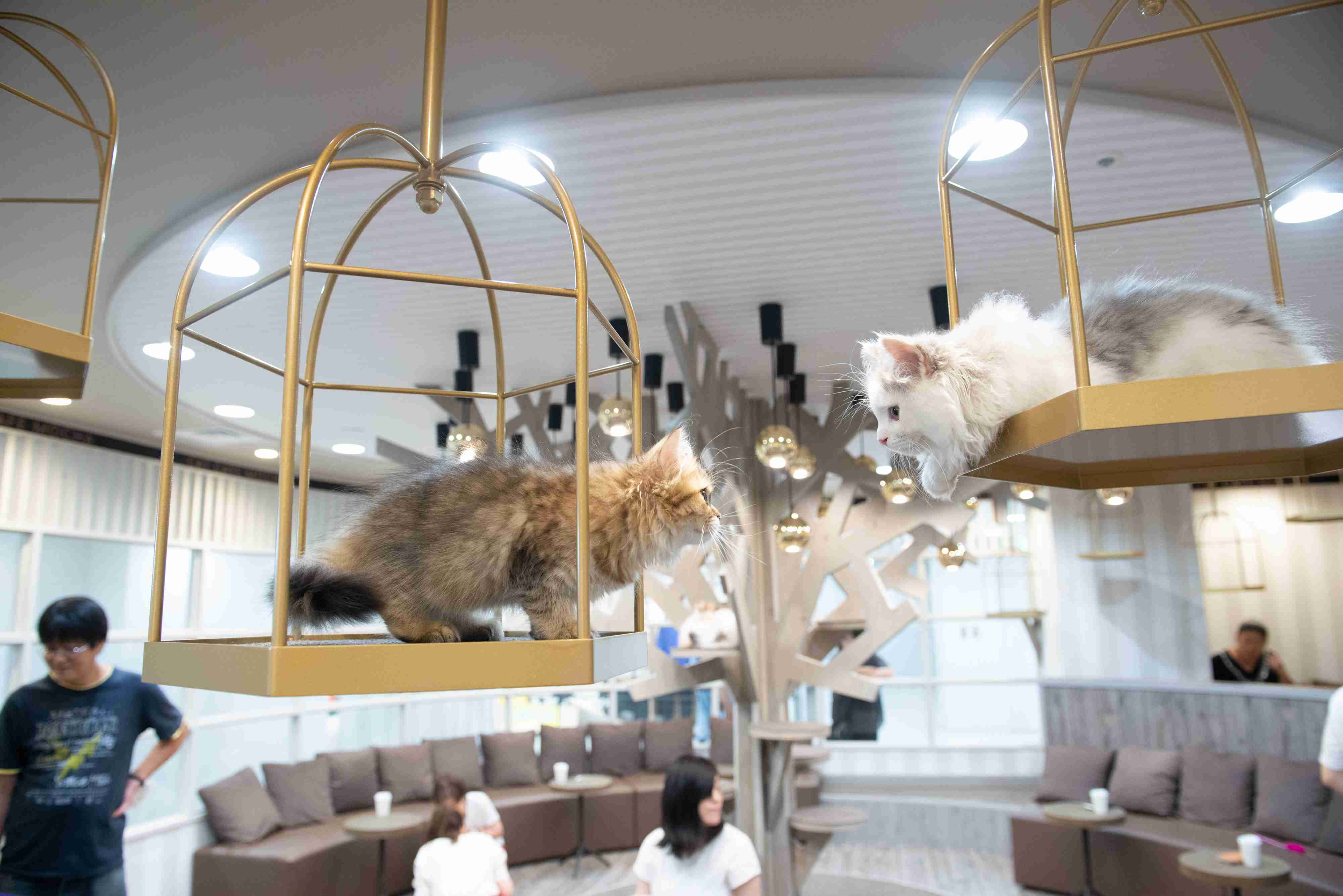 【2/2～新料金！平日20％割引】猫カフェモカ　立川店　入場チケットの写真