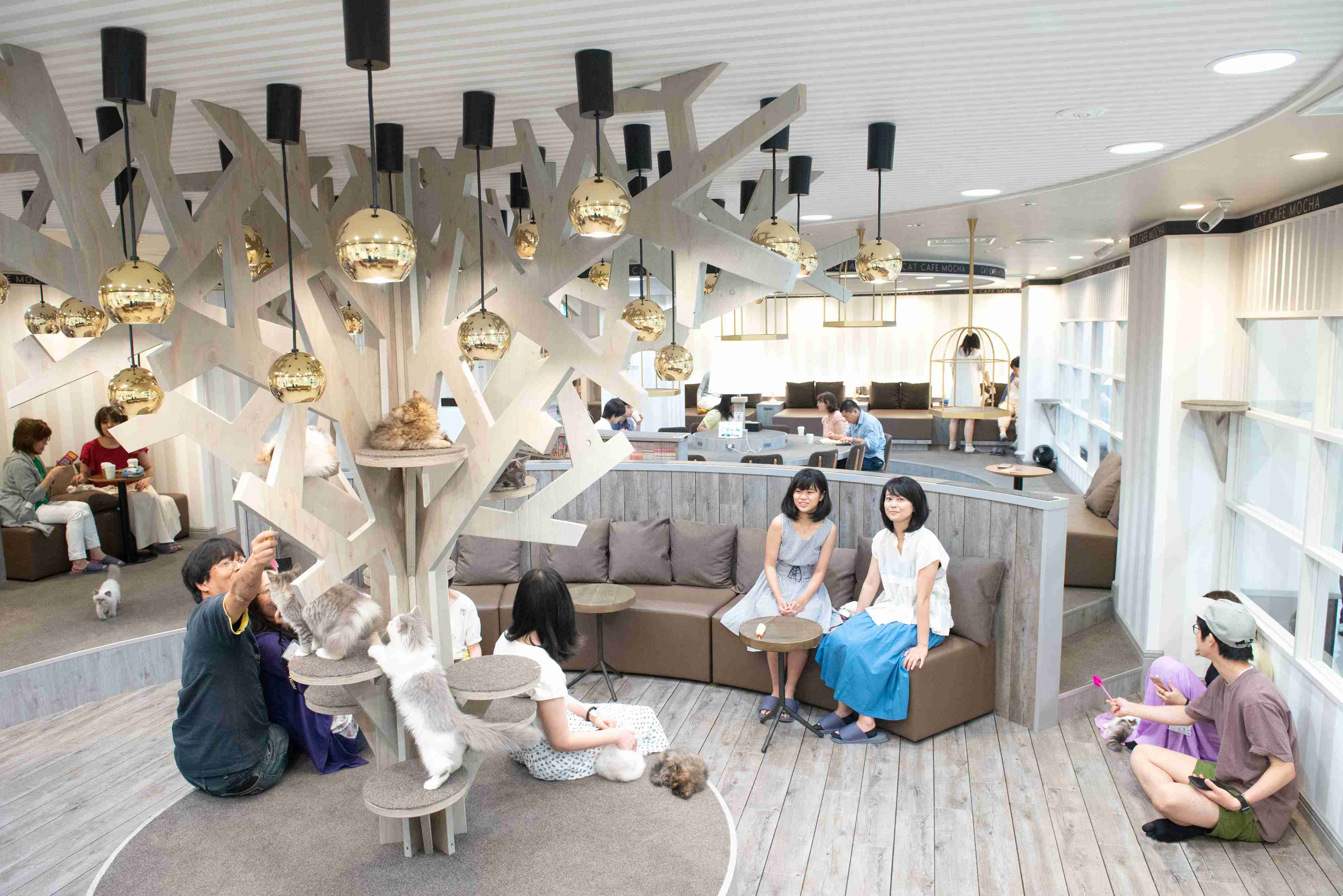 【2/2～新料金！平日20％割引】猫カフェモカ　立川店　入場チケットの写真