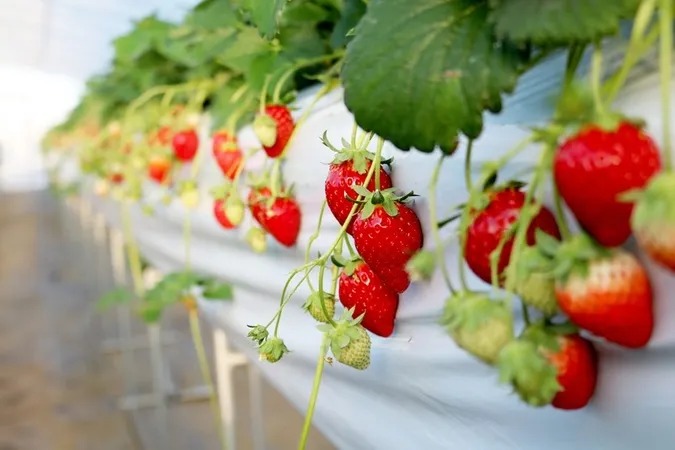 ＼9品種食べ比べ／30分食べ放題・練乳1個つき♪イチゴ狩り体験の写真