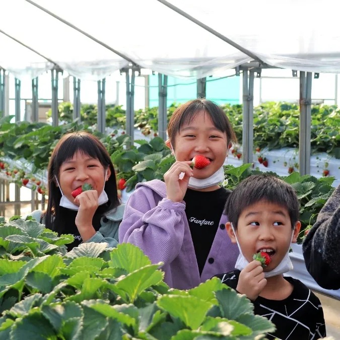 ＼9品種食べ比べ／30分食べ放題・練乳1個つき♪イチゴ狩り体験の写真