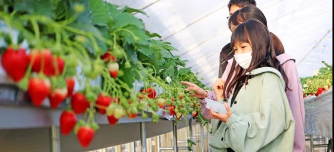 ＼9品種食べ比べ／30分食べ放題・練乳1個つき♪イチゴ狩り体験の写真