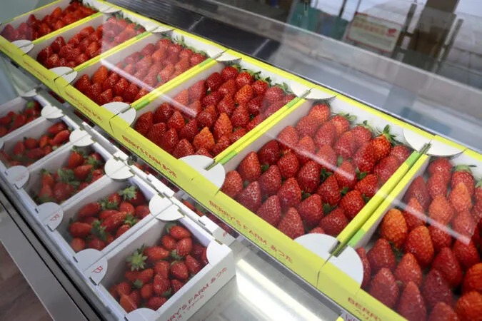 ＼9品種食べ比べ／30分食べ放題・練乳1個つき♪イチゴ狩り体験の写真