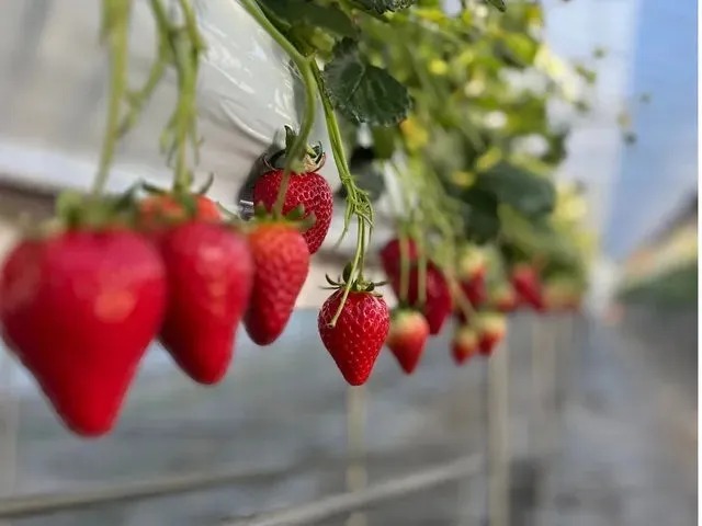 【こだわり苺のいちご狩り】選び抜いた4品種と、白。の写真